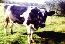 krowa mleczna zwana mleczarniÄ